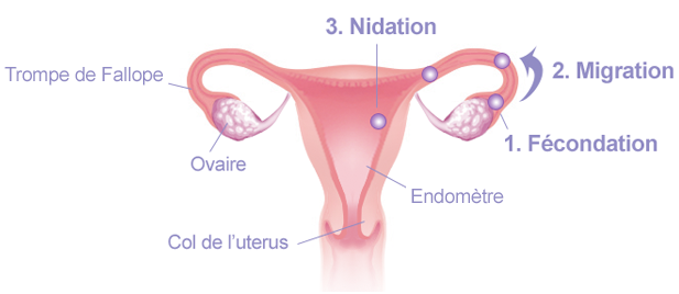De l'ovulation à la grossesse | IVG info, tout savoir sur l ...