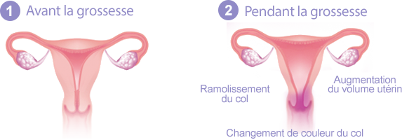 De l'ovulation à la grossesse | IVG info, tout savoir sur l ...